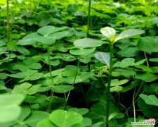 神奇的四叶草，幸运的象征 四叶草的象征意义与传说