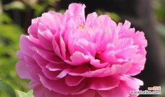 解读牡丹花语传递的意义 牡丹花语的深刻内涵