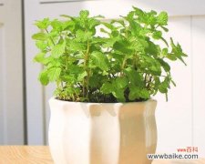 柠檬 柠檬的象征意义及其应用领域