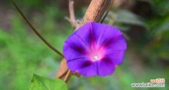 牵牛花花语解析 牵牛花的花语及其寓意