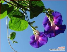 追寻爱情的蓝色春天 牵牛花的寓意与象征意义