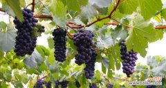 以葡萄为喻 葡萄的象征意义与美好寓意