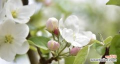 探秘苹果花的文化符号和生命力 苹果花的象征意义与寓意
