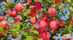 以苹果为代表的科技巨头 苹果