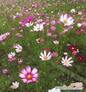 浪漫的薰衣草 普罗旺斯的花语