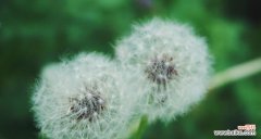 探索蒲公英的背后寓意 蒲公英的象征意义与美丽之秘