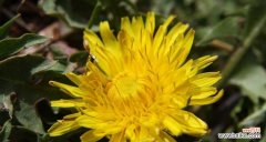 自由 蒲公英花的象征意义