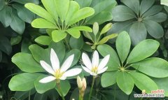 菩提花的盛放与意义 以菩提开花——修行者的觉醒之路