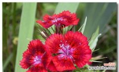 探索石竹科植物的生态特性与药用价值 石竹科植物的多样性及应用研究