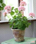 以鲜花表达对不同场合道歉的方式 花语道歉，化解心结