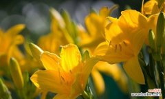 百合花 以百合花代表纯洁的主题