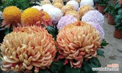 以花朵传递吉祥的祝福 吉祥之花——象征幸福与繁荣的花卉选择