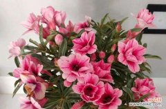 寻找最合适的花朵表达歉意之情 花语歉意，以何种花代表歉意