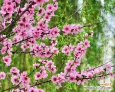 以花为媒 柔情花语