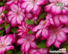 自由的象征与蒲公英的奇妙旅程 以蒲公英代表自由的力量