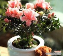 散发光芒的向日葵 自信之花——向日葵