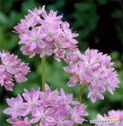 以自恋玫瑰为代表 自负自恋的花语世界