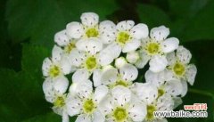 花语传递的帮助与慈善精神 以菊花为主题的文章主标题及