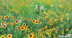 携手担当 以牵牛花为主题的花语——担当与奋斗