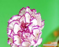 花语康乃馨 感恩感谢之花-康乃馨