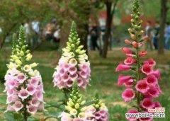 揭示花语中的虚伪与欺骗 花语中的谎言