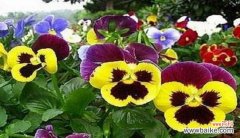 探索幻想世界的奇妙之花 幻想之花的花语