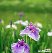 迎接阳光的向日葵在花海中欢呼 以向日葵为花语的欢迎之旅