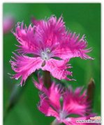 花开寄情 默默守护的爱——以白玫瑰花语为主题的文章