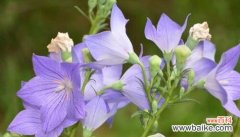 探寻白色兰花背后的神秘情感 神秘冷漠的花语——白色兰花的深意