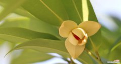 探寻香椿树开花背后的象征意义 香椿树开花的寓意