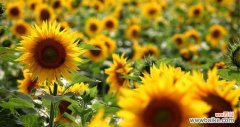 探索向日葵的十五个花语及其象征意义 向日葵的花语