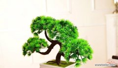 一株生机勃勃的树木 迎客松的象征意义与传承之美