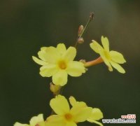 迎春花的代表意义与祝福 迎春花花语