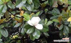 探寻橡皮树花语的深层含义 橡皮树花语