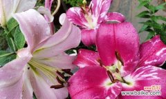 探索百合罗宾娜的象征意义与历史渊源 百合罗宾娜