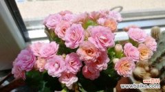 传承生命之花 长寿花的花语及意义