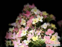 寓意长寿的花语 长寿花