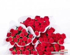 红色康乃馨的浪漫情怀 红色康乃馨花语和寓意