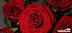 玫瑰与数字的奇妙共舞 探究玫瑰数量所代表的意义