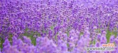 探寻紫色薰衣草花语的深层意义 紫色薰衣草的花语是什么