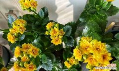 用心摘取长寿花的“心”——长寿花摘心的方法与禁忌 长寿花摘心的意义与方