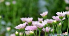 以长寿菊的花语为窗口 长寿菊的花语