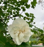 探寻芙蓉花的文化意义 以芙蓉花的寓意为主题的文章