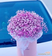 蓝色满天星的花语及象征意义解读 蓝色满天星花语之美丽与希望