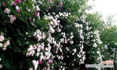 纯洁 白色蔷薇花的花语