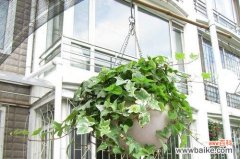 永恒的美丽与优雅 常春藤花语