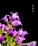 紫色风铃花的美丽和神秘之谜 紫色风铃花的象征意义及传说故事