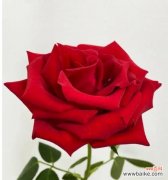 探索玫瑰花的神秘语言 不同玫瑰花颜色的含义