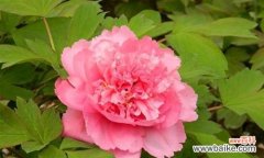 揭示牡丹花的神秘密码 牡丹花语的深意