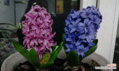 美丽的风信子让我们感受到春天的希望 风信子